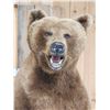 Image 7 : GIANT Russian Brown Bear Full Body Taxidermy Mount
