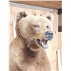 Image 8 : GIANT Russian Brown Bear Full Body Taxidermy Mount