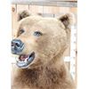 Image 9 : GIANT Russian Brown Bear Full Body Taxidermy Mount