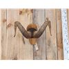 Image 1 : Alaskan Dall Sheep Horns On Plaque Taxidermy