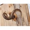 Image 3 : Alaskan Dall Sheep Horns On Plaque Taxidermy