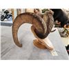 Image 5 : Alaskan Dall Sheep Horns On Plaque Taxidermy