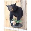 Image 2 : Bkack Bear Half Body Taxidermy Mount
