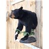 Image 3 : Bkack Bear Half Body Taxidermy Mount