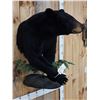 Image 5 : Bkack Bear Half Body Taxidermy Mount