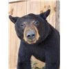 Image 6 : Bkack Bear Half Body Taxidermy Mount