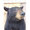 Image 7 : Bkack Bear Half Body Taxidermy Mount