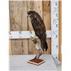 European Honey Buzzard Full Body Bird Taxidermy