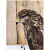 Image 2 : European Honey Buzzard Full Body Bird Taxidermy