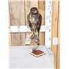 Image 3 : European Honey Buzzard Full Body Bird Taxidermy