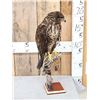 Image 4 : European Honey Buzzard Full Body Bird Taxidermy