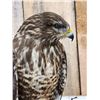 Image 5 : European Honey Buzzard Full Body Bird Taxidermy