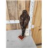 Image 6 : European Honey Buzzard Full Body Bird Taxidermy