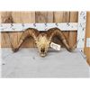 Alaskan Dall Sheep Full Skull Taxidermy