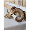 Image 2 : Alaskan Dall Sheep Full Skull Taxidermy