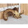 Image 3 : Alaskan Dall Sheep Full Skull Taxidermy