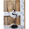Pied Avocet Full Body Bird Taxidermy