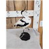 Image 3 : Pied Avocet Full Body Bird Taxidermy