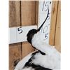 Image 4 : Pied Avocet Full Body Bird Taxidermy