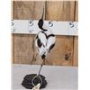 Image 5 : Pied Avocet Full Body Bird Taxidermy
