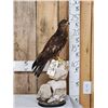 Image 1 : Western Marsh Harrier Full Body Bird Taxidermy