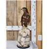 Image 2 : Western Marsh Harrier Full Body Bird Taxidermy