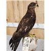 Image 3 : Western Marsh Harrier Full Body Bird Taxidermy