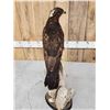 Image 4 : Western Marsh Harrier Full Body Bird Taxidermy