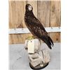 Image 5 : Western Marsh Harrier Full Body Bird Taxidermy