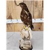 Image 6 : Western Marsh Harrier Full Body Bird Taxidermy