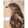 Image 7 : Western Marsh Harrier Full Body Bird Taxidermy