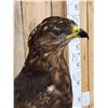 Image 8 : Western Marsh Harrier Full Body Bird Taxidermy