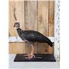 Image 1 : South American Southern Screamer Full Body Bird Taxidermy