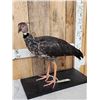 Image 2 : South American Southern Screamer Full Body Bird Taxidermy