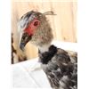 Image 4 : South American Southern Screamer Full Body Bird Taxidermy