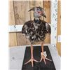 Image 5 : South American Southern Screamer Full Body Bird Taxidermy