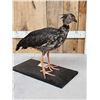 Image 6 : South American Southern Screamer Full Body Bird Taxidermy