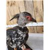 Image 8 : South American Southern Screamer Full Body Bird Taxidermy