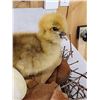 Image 4 : South American Southern Screamer Baby Chick Full Body Bird Taxidermy