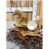 Image 5 : South American Southern Screamer Baby Chick Full Body Bird Taxidermy