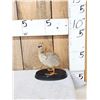 Image 1 : South American Southern Screamer Baby Chick Full Body Bird Taxidermy