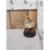 Image 2 : South American Southern Screamer Baby Chick Full Body Bird Taxidermy