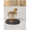 Image 3 : South American Southern Screamer Baby Chick Full Body Bird Taxidermy
