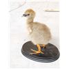 Image 5 : South American Southern Screamer Baby Chick Full Body Bird Taxidermy