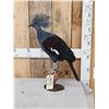 Image 1 : Victoria Crowned Pigeon Full Body Bird Taxidermy