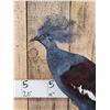 Image 2 : Victoria Crowned Pigeon Full Body Bird Taxidermy