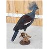 Image 4 : Victoria Crowned Pigeon Full Body Bird Taxidermy