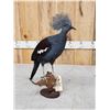 Image 5 : Victoria Crowned Pigeon Full Body Bird Taxidermy