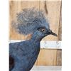 Image 6 : Victoria Crowned Pigeon Full Body Bird Taxidermy