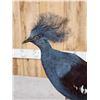 Image 7 : Victoria Crowned Pigeon Full Body Bird Taxidermy